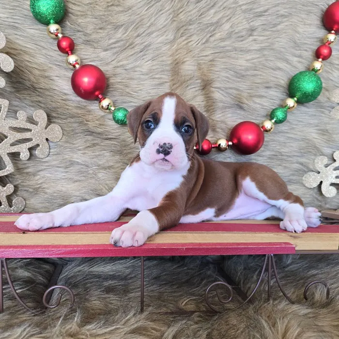 Boxer Puppy Spot Picture 1