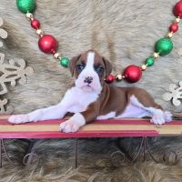 Boxer Puppy Spot ico