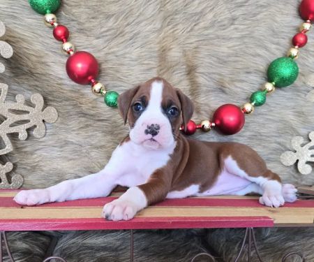 Boxer Puppy Spot