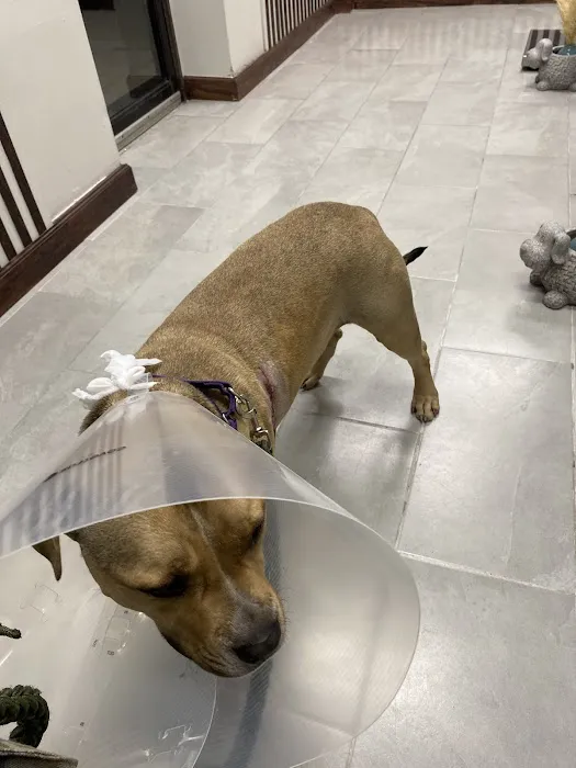 IAC Urgent Vets - Bronx Wellness and Urgent Care Animal Hospital Picture 2