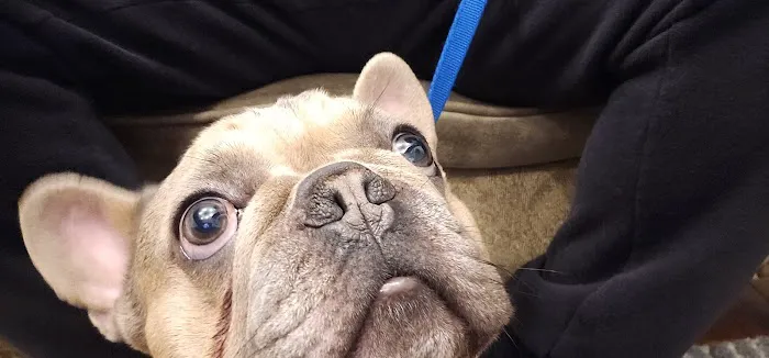 IAC Urgent Vets - Bronx Wellness and Urgent Care Animal Hospital Picture 4