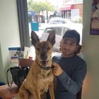 Throgs Neck animal hospital ico