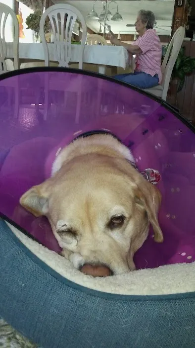 Throgs Neck animal hospital Picture 4