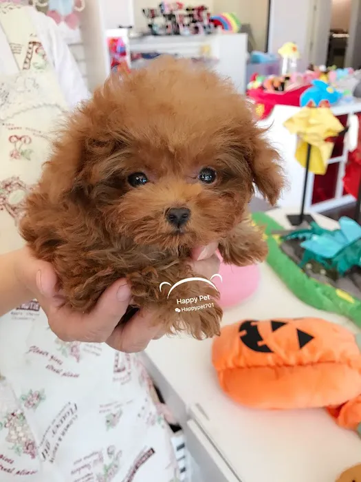 Happy Pet Picture 3