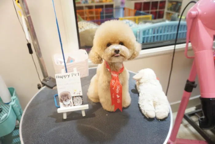 Happy Pet Picture 5