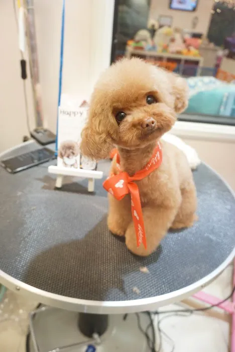Happy Pet Picture 6