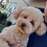 Happy Pet