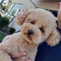 Happy Pet ico