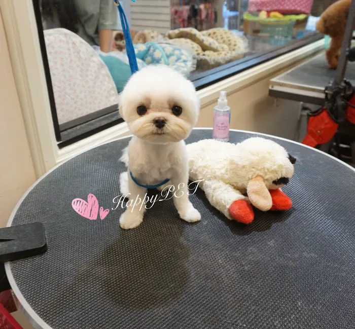 Happy Pet Picture 8
