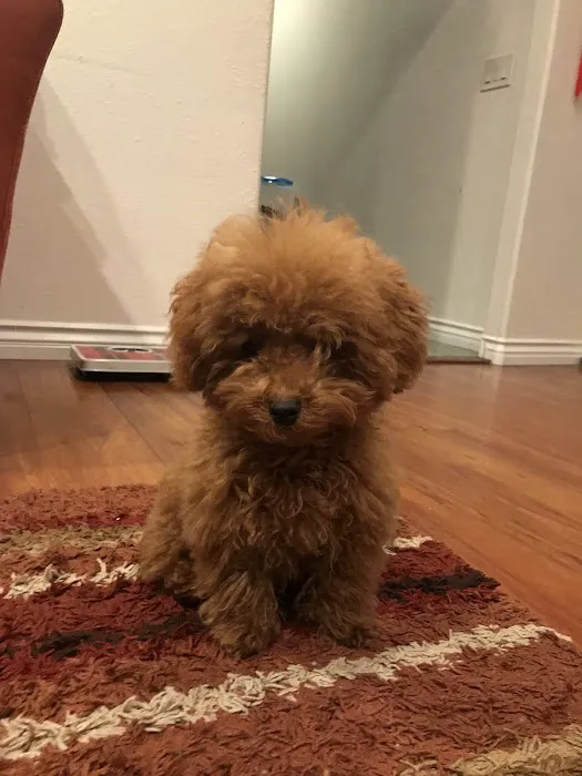 Happy Pet Picture 4