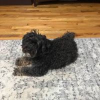 Pet Haven Cemetery & Crematory ico