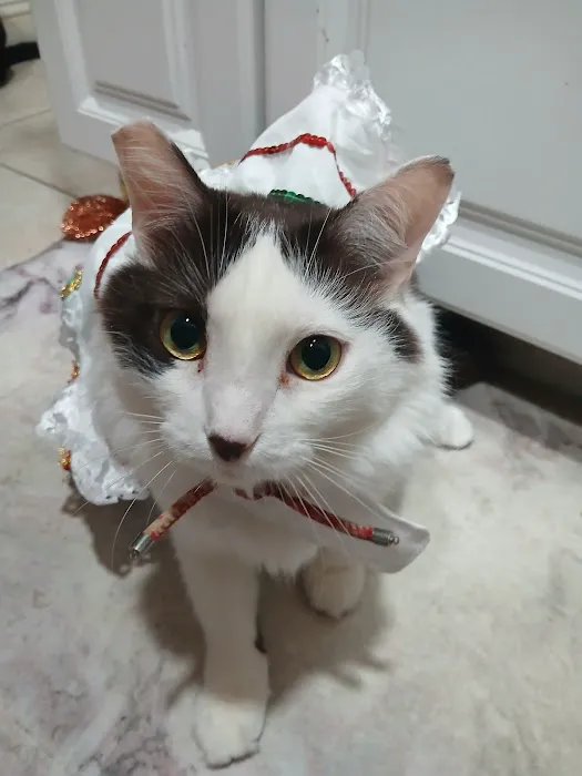 The Mexican Pet Shop Picture 2