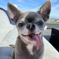 One Love Animal Hospital - Yorkville ico