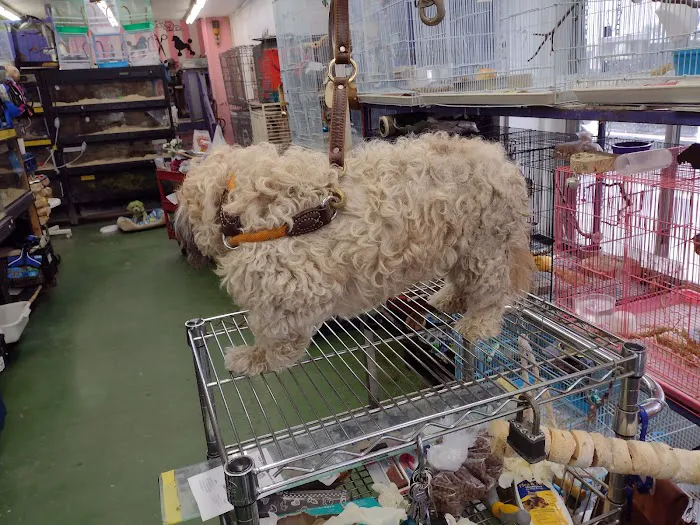 Pet Care Inc. Picture 5