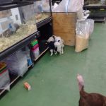 Pet Care Inc.