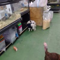 Pet Care Inc. ico