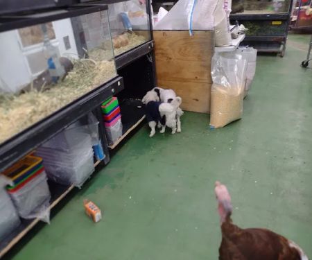 Pet Care Inc.