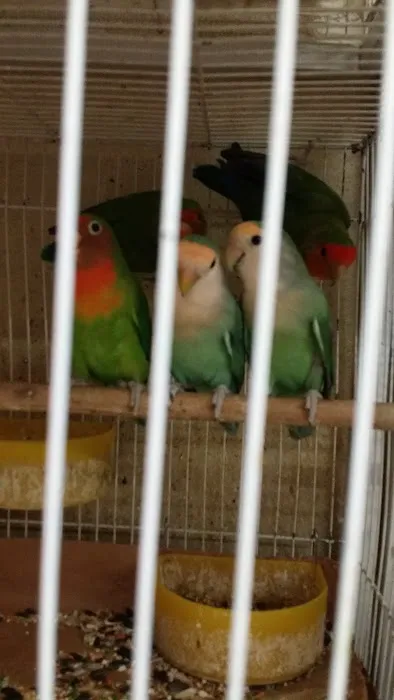Villa's Pet Shop Picture 6