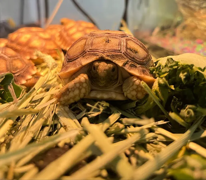 Feathers And Friends Exotics Picture 1