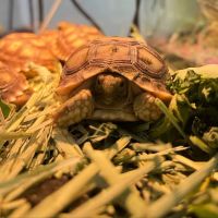 Feathers And Friends Exotics ico