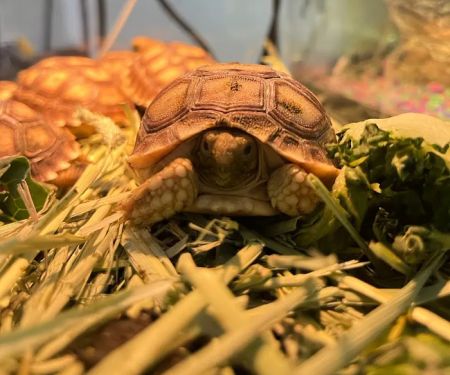 Feathers And Friends Exotics