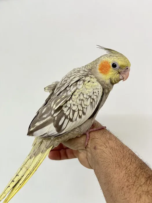 Feathers And Friends Exotics Picture 6
