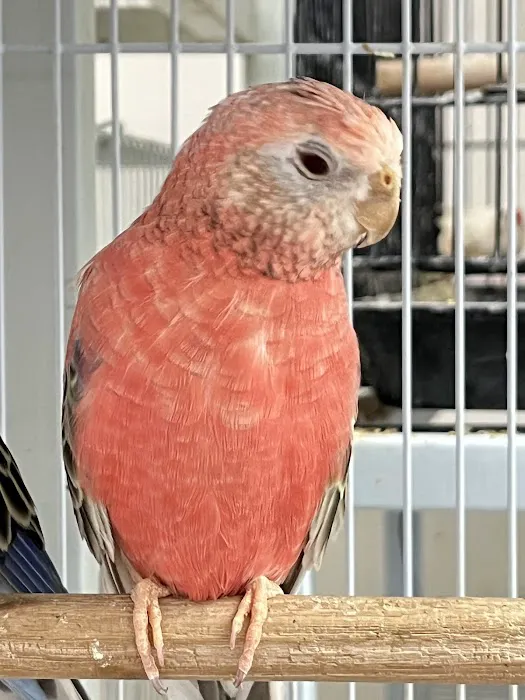 Feathers And Friends Exotics Picture 5