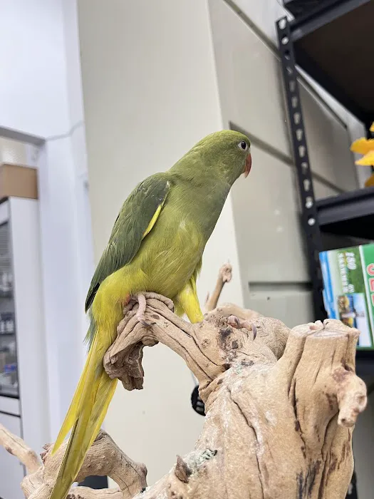 Feathers And Friends Exotics Picture 3