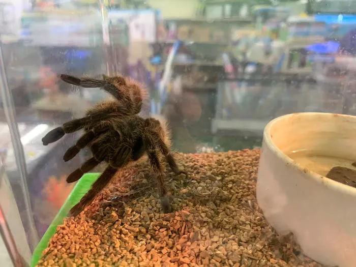 Fin-Tastic Tropical Fish & Pet Store L.A. Picture 9
