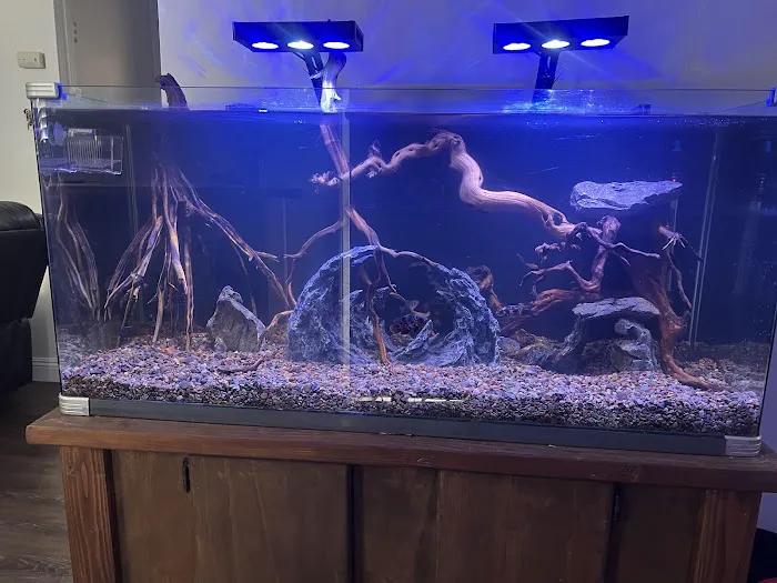 Fin-Tastic Tropical Fish & Pet Store L.A. Picture 2