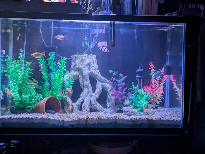 Fin-Tastic Tropical Fish & Pet Store L.A. Picture 3