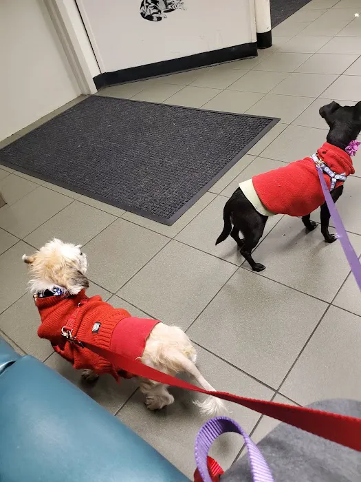 Center for Veterinary Care Picture 1