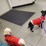 Center for Veterinary Care