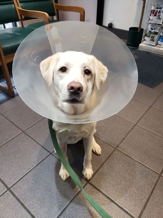 Lenox Hill Veterinarians Picture 8