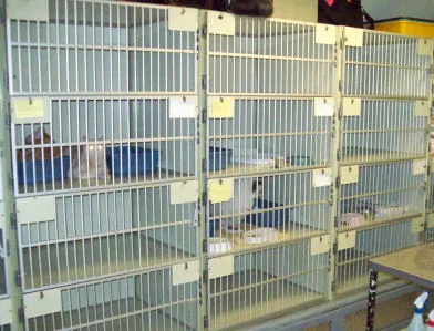 Feline Health Picture 1