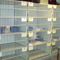 Feline Health ico