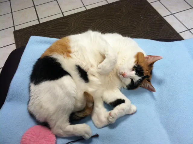Feline Health Picture 9