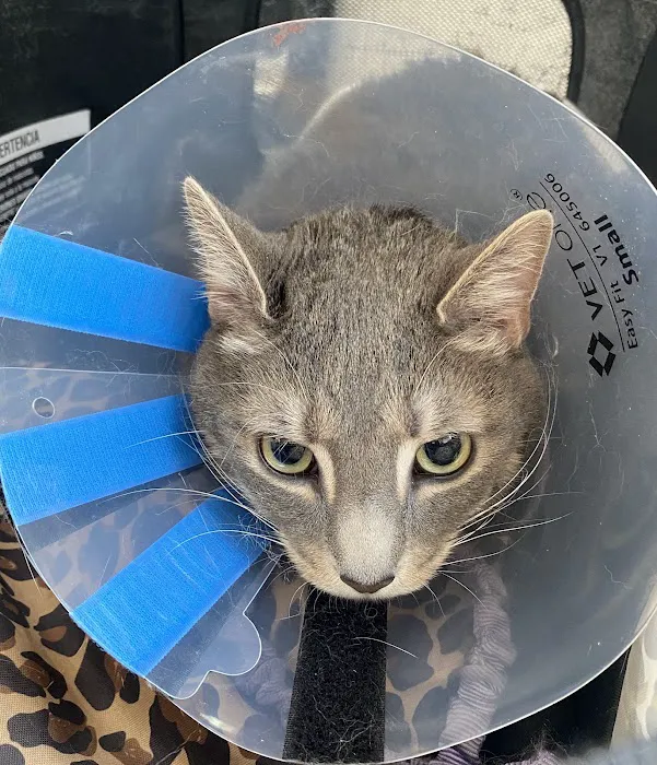 Feline Health Picture 8