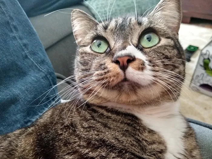 Feline Health Picture 7
