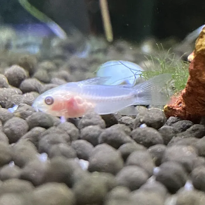 Golden Guppy Aquarium Picture 4