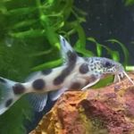 Golden Guppy Aquarium