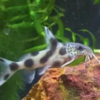 Golden Guppy Aquarium ico