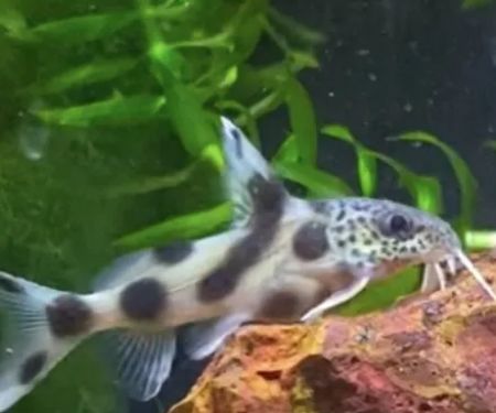 Golden Guppy Aquarium