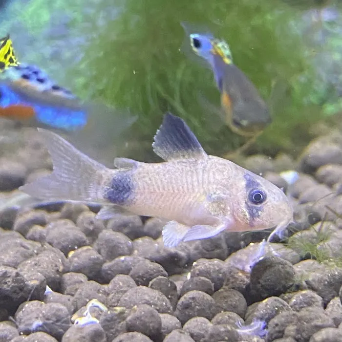 Golden Guppy Aquarium Picture 2