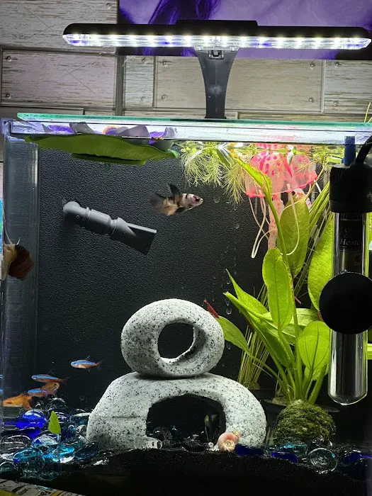 Golden Guppy Aquarium Picture 9