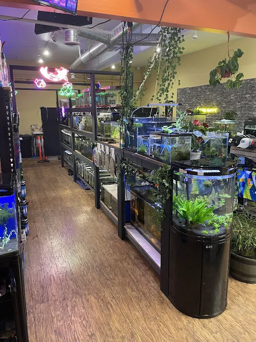 Golden Guppy Aquarium Picture 6