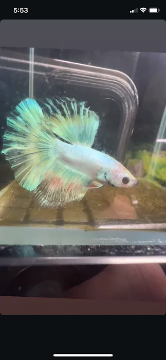 Golden Guppy Aquarium Picture 7