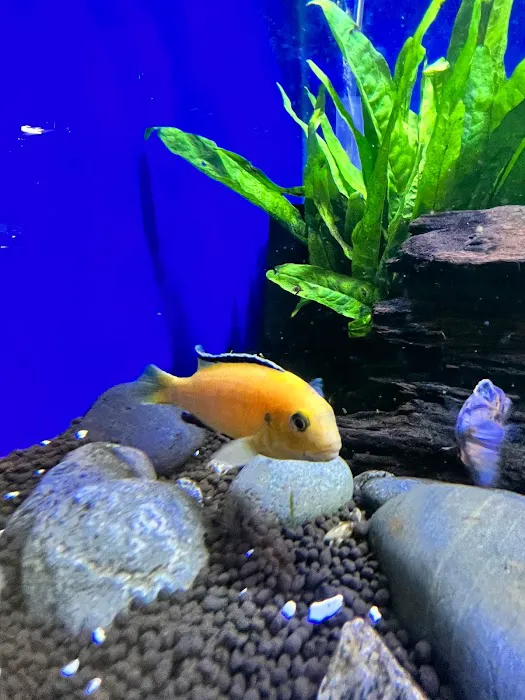 Golden Guppy Aquarium Picture 8