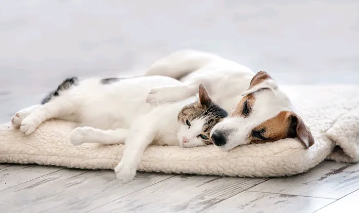 Queens Low Cost Veterinary Center Picture 1