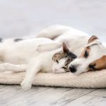 Queens Low Cost Veterinary Center